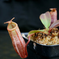 Nepenthes burbidgeae x mira