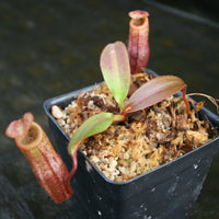 Nepenthes burbidgeae x mira