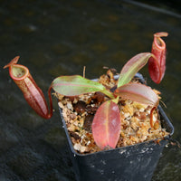 Nepenthes burbidgeae x mira