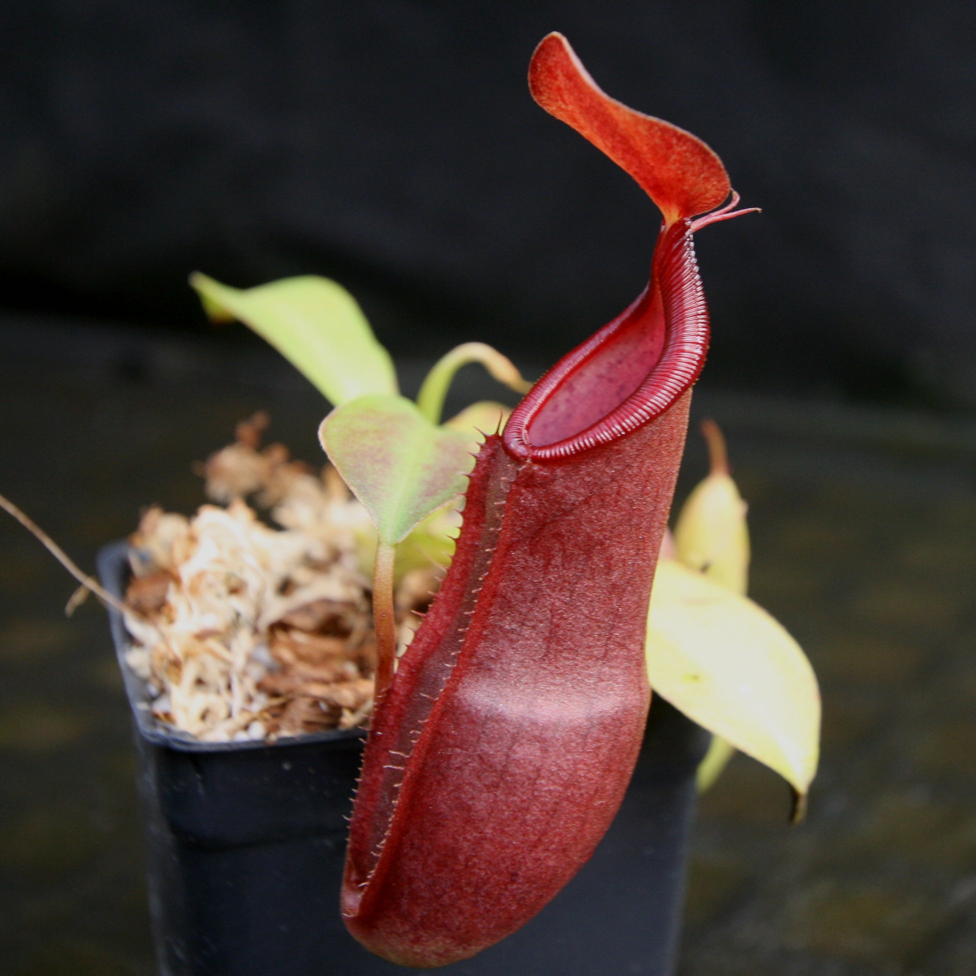 Nepenthes spathulata x tobaica, BE-3794 – Carnivero