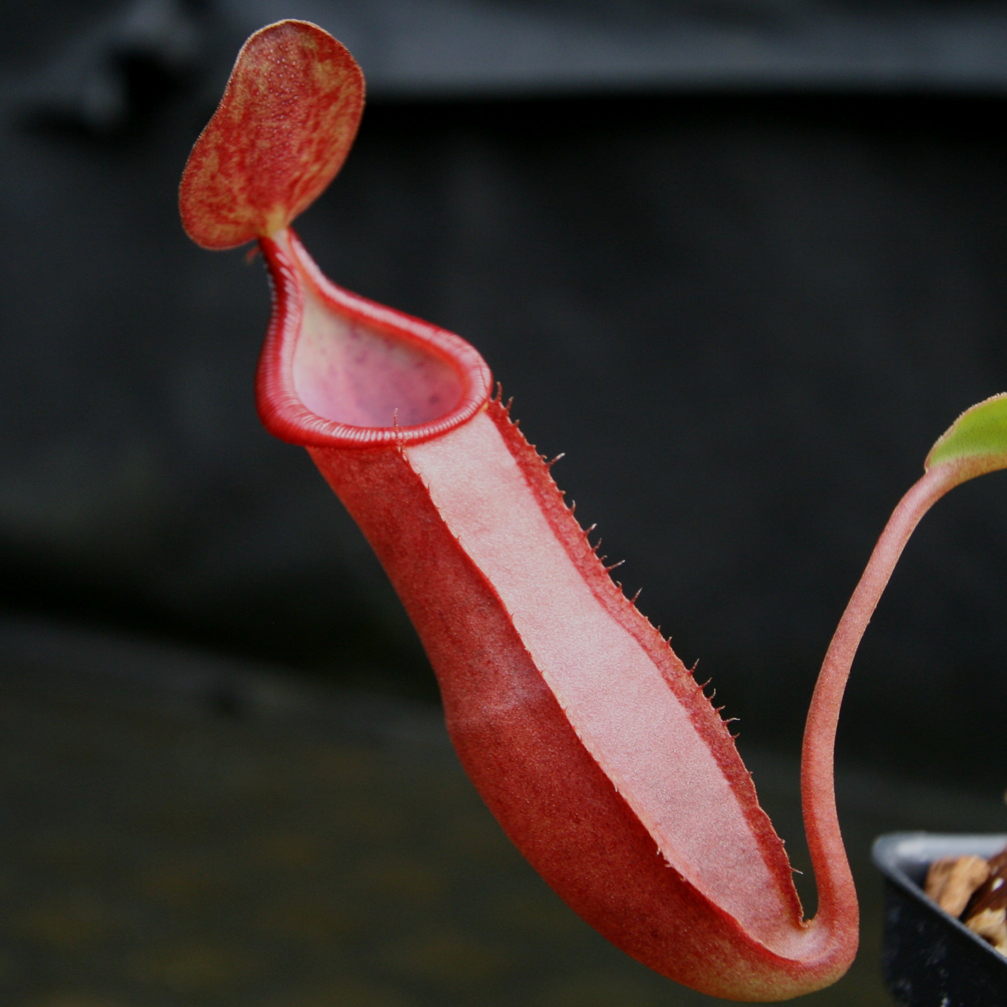 Nepenthes spathulata x tobaica, BE-3794 – Carnivero