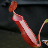 Nepenthes spathulata x tobaica, BE-3794
