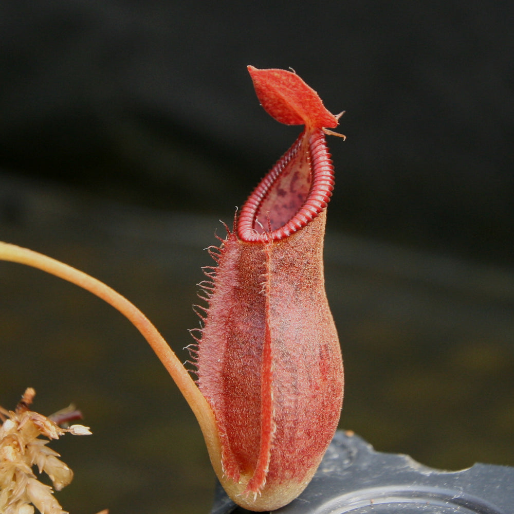
                      
                        Nepenthes spathulata x diabolica, BE-3983
                      
                    