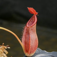 Nepenthes spathulata x diabolica