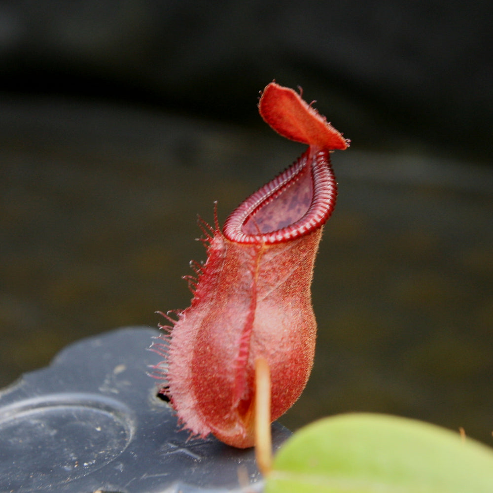 
                      
                        Nepenthes spathulata x diabolica, BE-3983
                      
                    