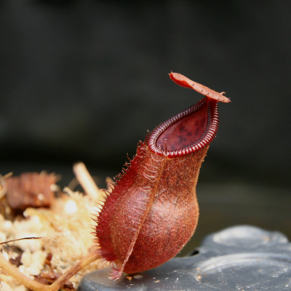 
                      
                        Nepenthes spathulata x diabolica, BE-3983
                      
                    