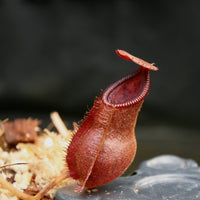 Nepenthes spathulata x diabolica, BE-3983