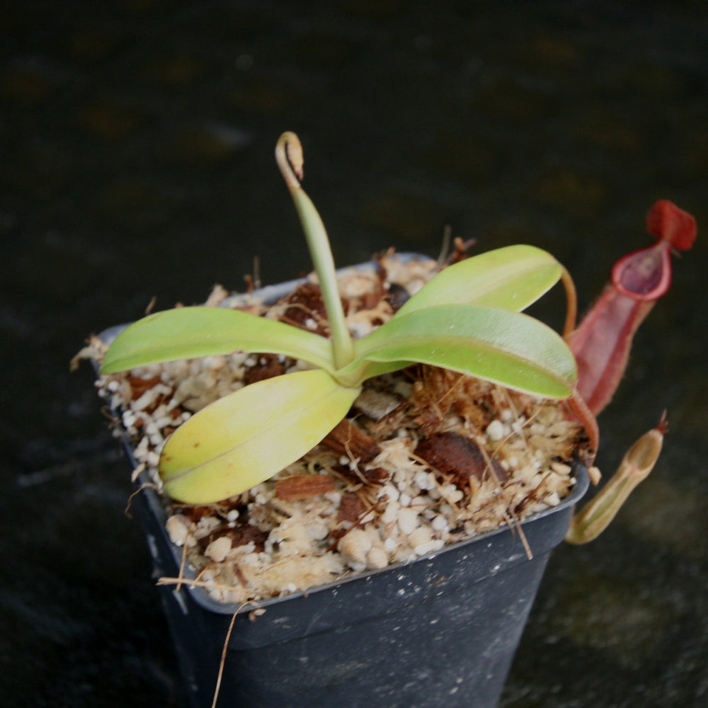 
                      
                        Nepenthes spathulata x diabolica, BE-3983
                      
                    
