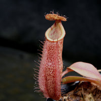 Nepenthes (veitchii x lowii) x spectabilis, BE-3400