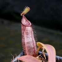 Nepenthes (veitchii x lowii) x spectabilis, BE-3400