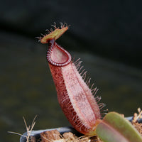 Nepenthes (veitchii x lowii) x spectabilis, BE-3400