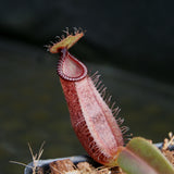 Nepenthes (veitchii x lowii) x spectabilis, BE-3400