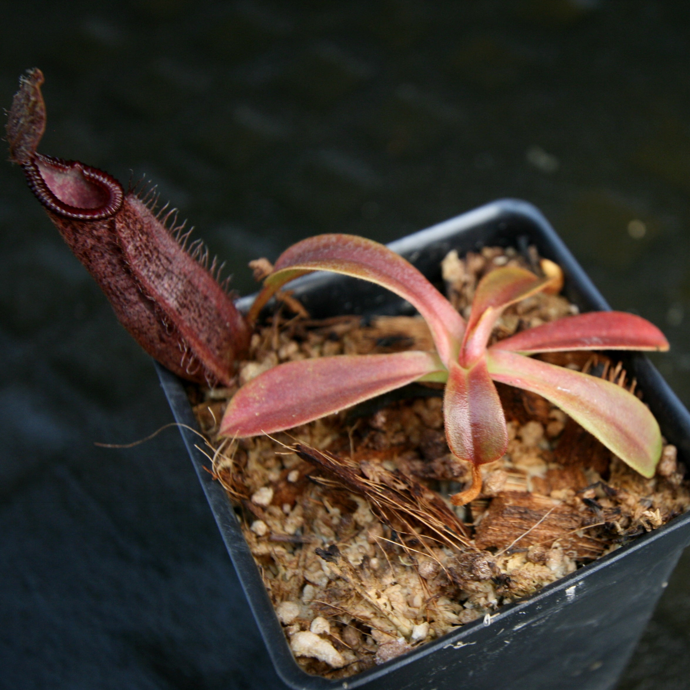 Nepenthes (veitchii x lowii) x spectabilis, BE-3400 – Carnivero