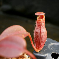 Nepenthes (veitchii x lowii) x spectabilis, BE-3400