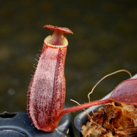 Nepenthes (veitchii x lowii) x spectabilis, BE-3400