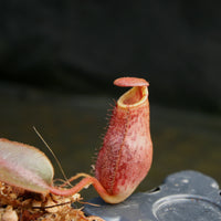 Nepenthes (veitchii x lowii) x spectabilis, BE-3400
