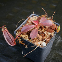 Nepenthes (veitchii x lowii) x spectabilis, BE-3400