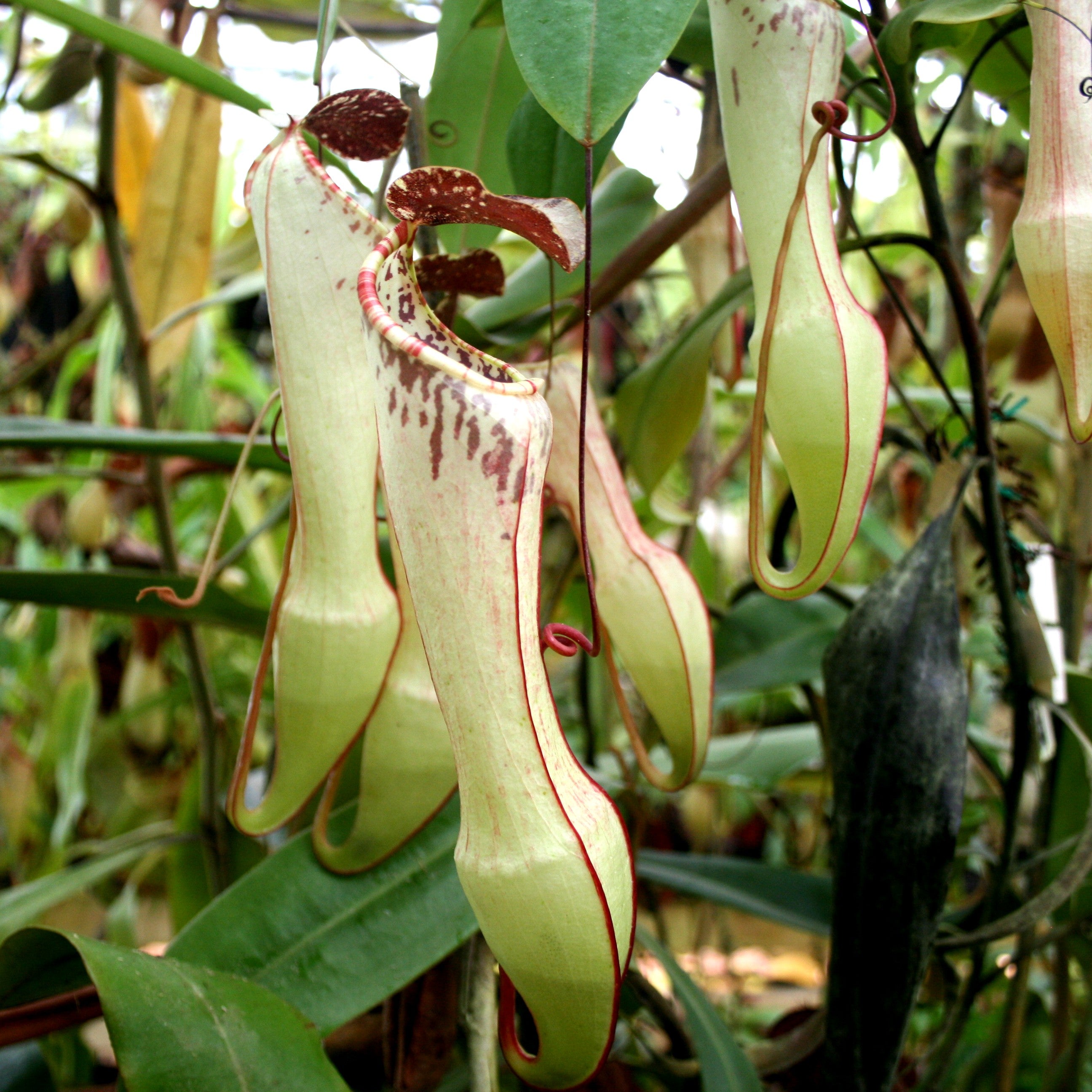 Nepenthes eustachya, CAR-0696 – Carnivero