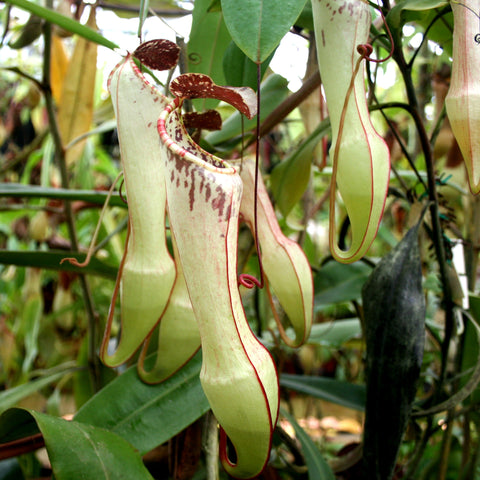 Nepenthes eustachya pitcher plant with pale green elongated pitchers edged in red