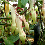 Nepenthes eustachya (K. Sembilan, Sumatra)