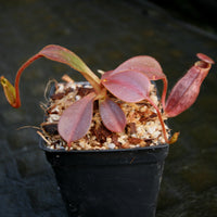 Nepenthes (veitchii x lowii) x spectabilis, BE-3400