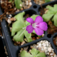 Pinguicula hemiepiphytica x cyclosecta Butterwort