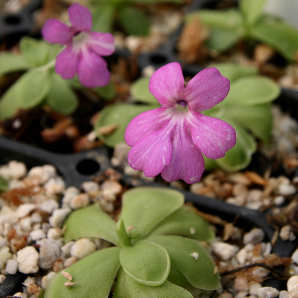 
                      
                        Pinguicula hemiepiphytica x cyclosecta Butterwort
                      
                    
