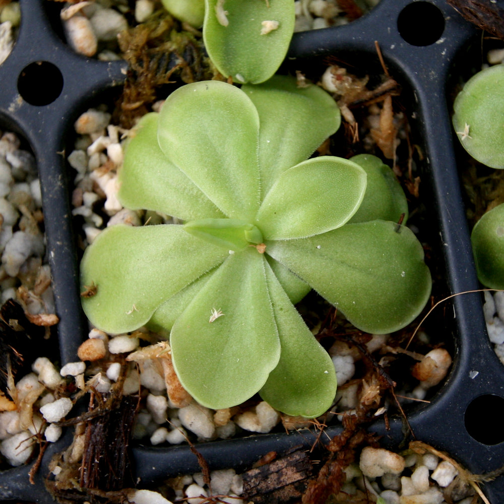 
                      
                        Pinguicula hemiepiphytica x cyclosecta Butterwort
                      
                    