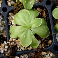 Pinguicula hemiepiphytica x cyclosecta Butterwort