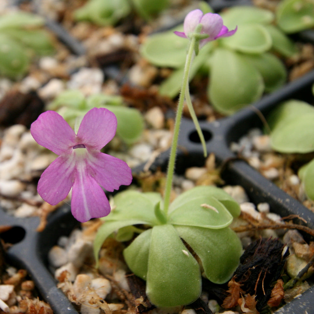 
                      
                        Pinguicula hemiepiphytica x cyclosecta Butterwort
                      
                    