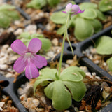 Pinguicula hemiepiphytica x cyclosecta Butterwort