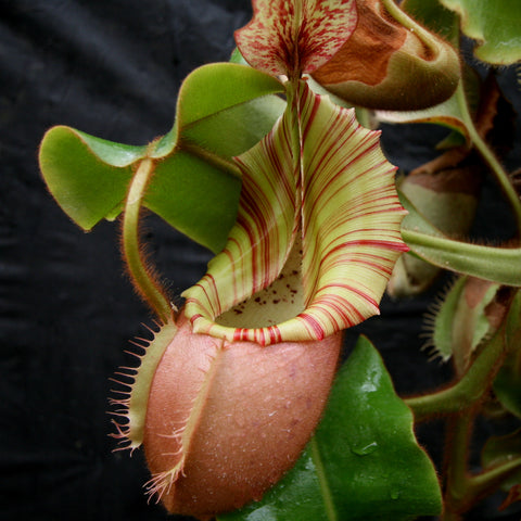 Nepenthes veitchii Bareo Squat pitcher plant featuring a pink brown pitcher with a striped peristome and green leaves.