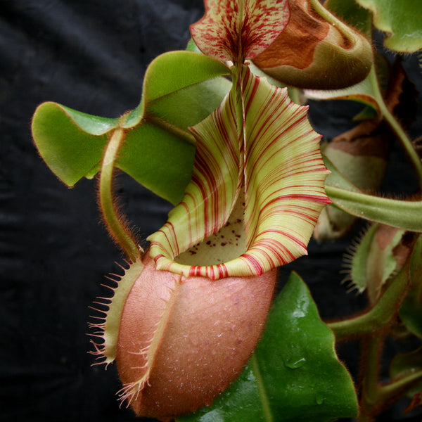 Nepenthes veitchii Bareo Squat