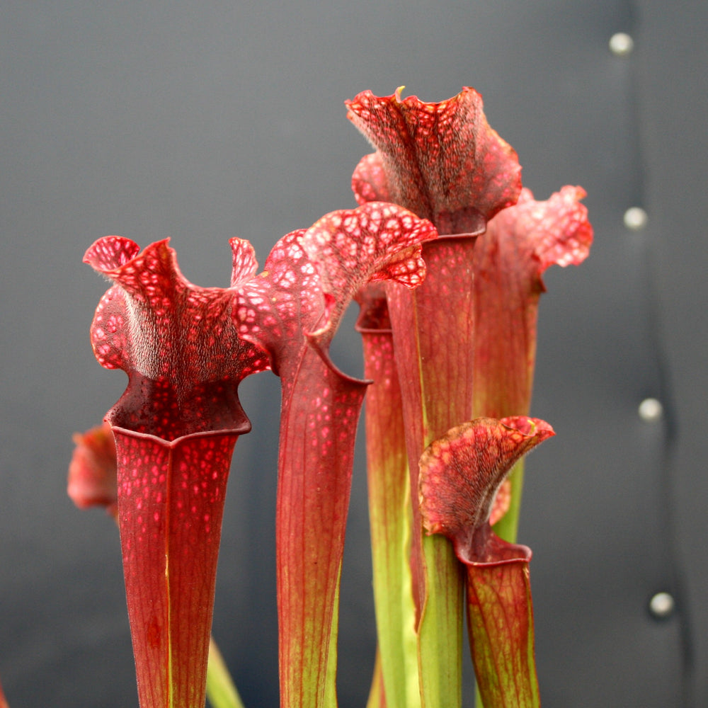 
                      
                        Sarracenia 'Judith Hindle'
                      
                    
