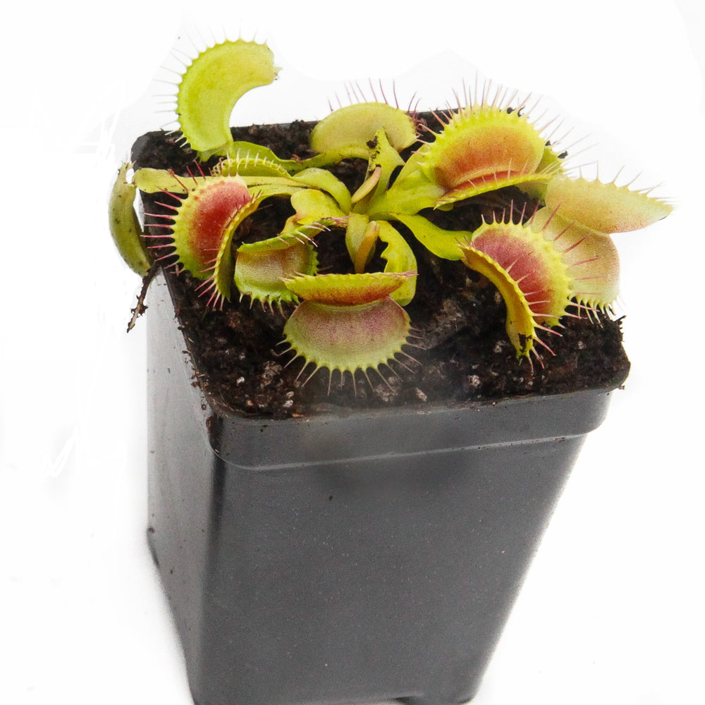 
                      
                        Venus Flytrap "King Henry" (Dionaea muscipula)
                      
                    