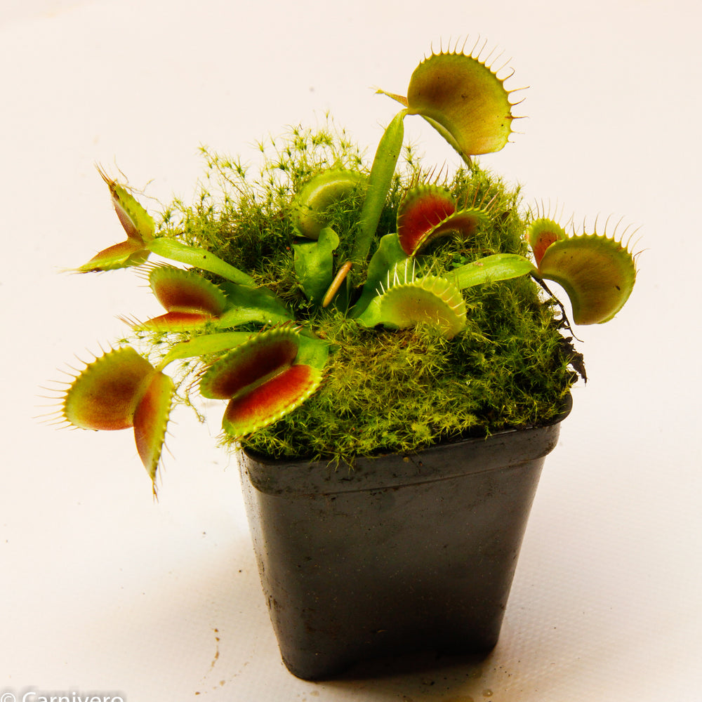 
                      
                        Venus Flytrap "King Henry" (Dionaea muscipula)
                      
                    