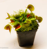 Venus Flytrap "King Henry" (Dionaea muscipula)