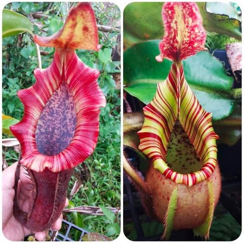 Two Nepenthes Bareo pitchers side by side showing color variants red striped lip with purple interior and yellow with red stripes