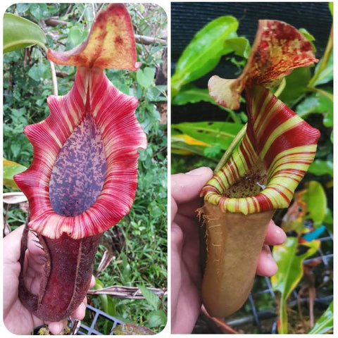 Two Nepenthes pitchers from a hybrid plant; left a tall red pitcher with purple speckled interior, right a green pitcher with red stripes