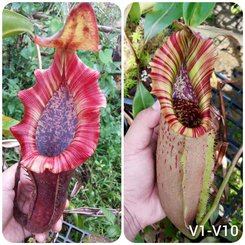 Two views of a Nepenthes pitcher plant hybrid with bright red striped peristome and purple speckled interior