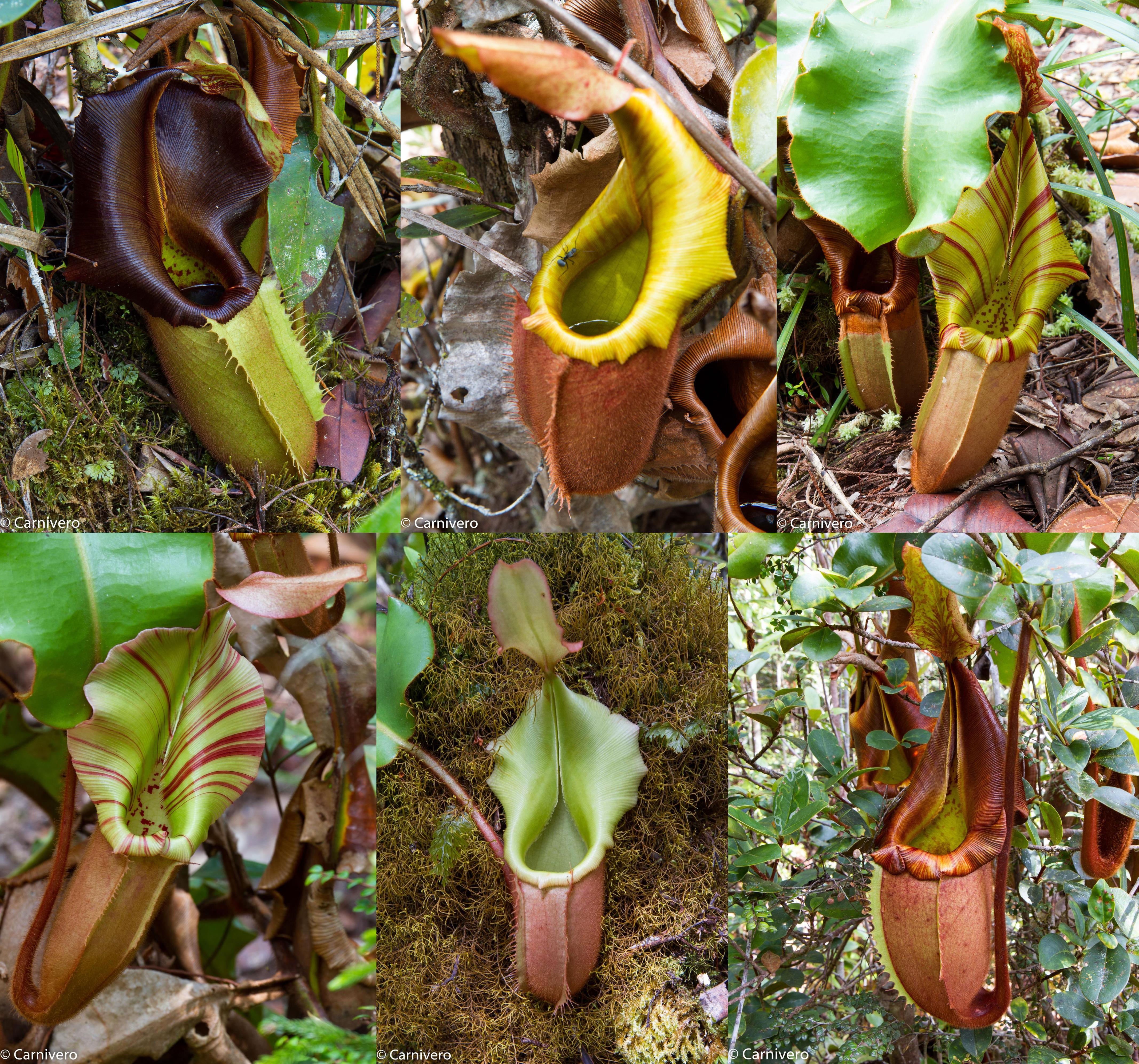Nepenthes (Pitcher Plants) | Carnivero – Page 12