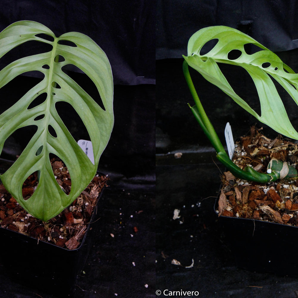 
                      
                        Monstera esqueleto
                      
                    