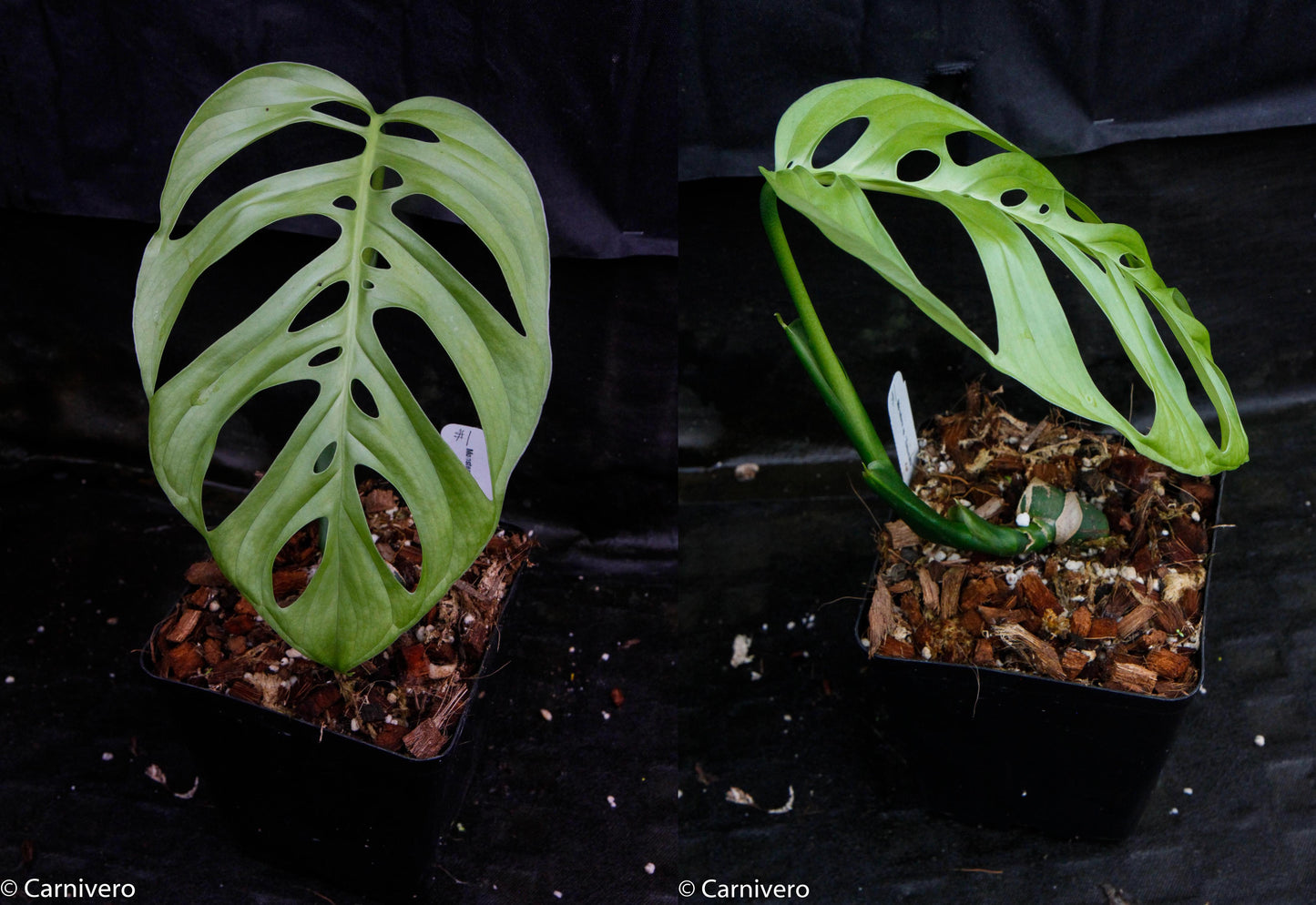 Monstera esqueleto