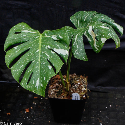Monstera deliciosa Thai Constellation with large green leaves speckled in white, in a small pot.