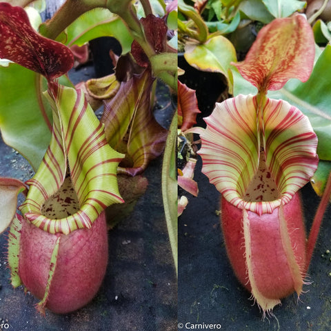Two Nepenthes veitchii pitchers with pinkish red bodies and cream red striped peristomes among green leaves.