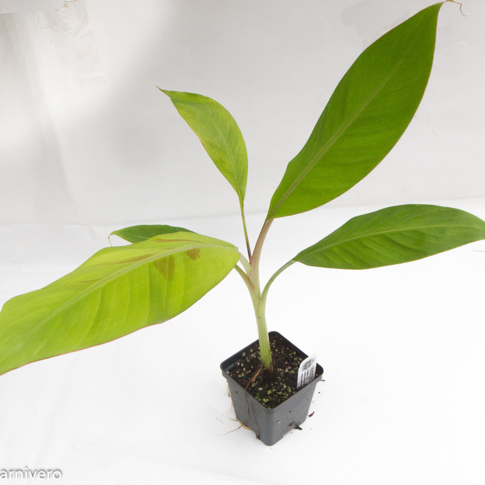 
                      
                        Dwarf Brazilian Banana
                      
                    