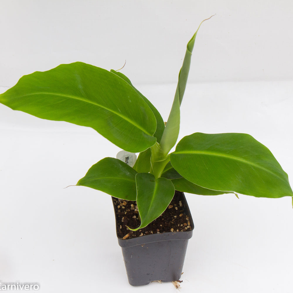 
                      
                        Musa 'Truly Tiny' Banana Tree
                      
                    