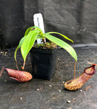 Nepenthes burkei x hamata