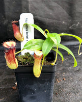 Nepenthes burkei x hamata