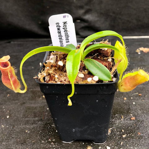 Nepenthes spathulata x edwardsiana seedling in a pot with bright green leaves and orange yellow pitcher traps